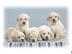 吃瓜娱乐酱小狗拍照,吃瓜娱乐酱与小狗的欢乐拍照时光